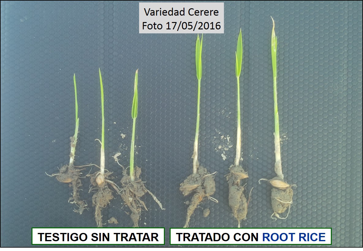 Comparación de las plantas de arroz tratadas con ROOT RICE frente a Testigo